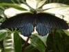 noir papillon / black butterfly